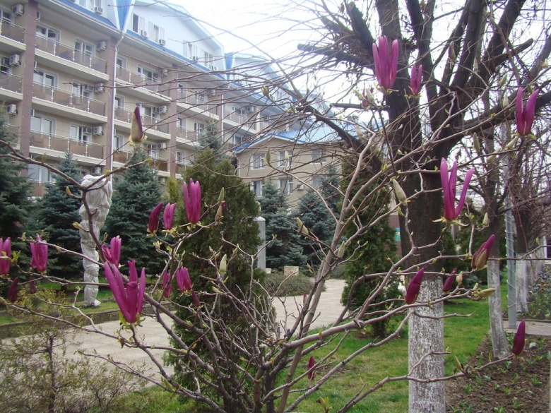 Магнолия суланжа геленджик