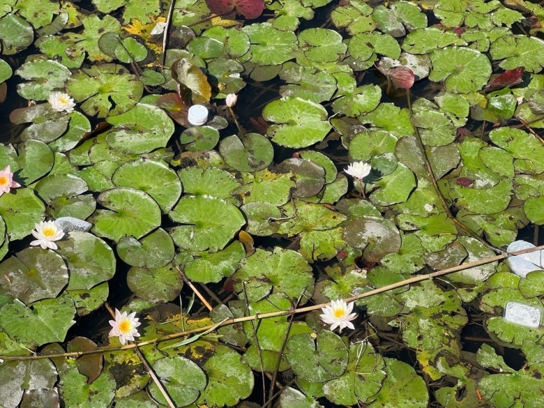 Сказочные кувшинки