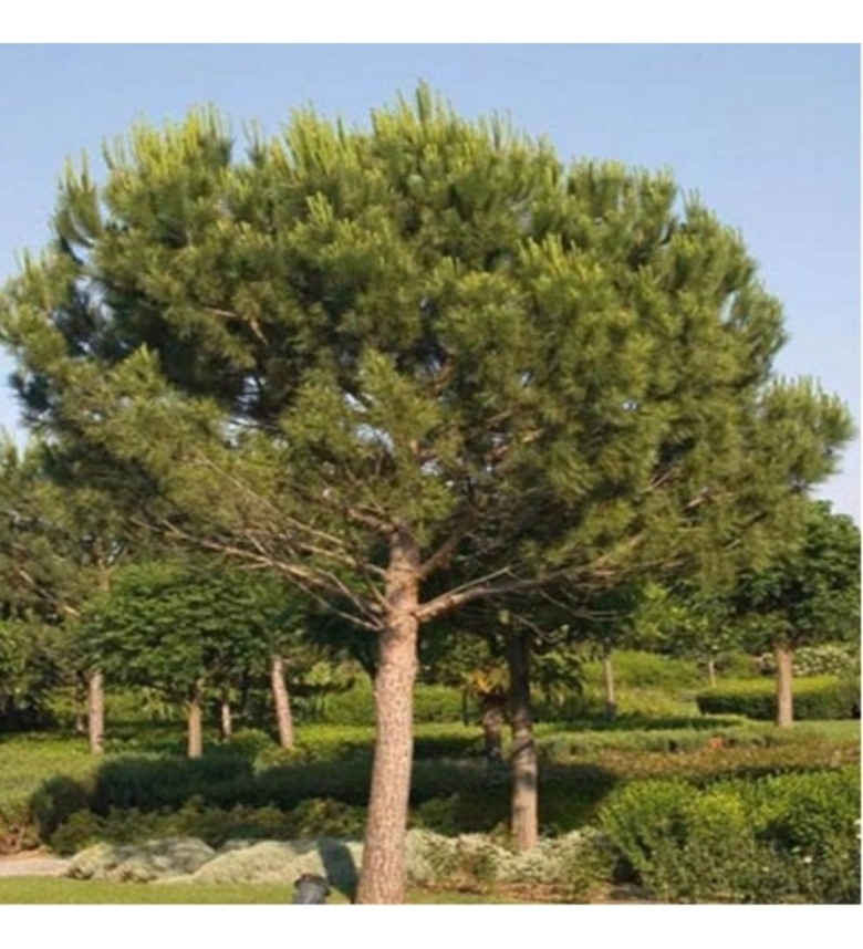 Сосна обыкновенная Watereri