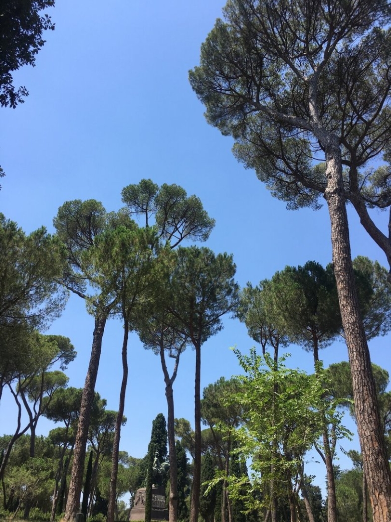 Турция Кемер сосны