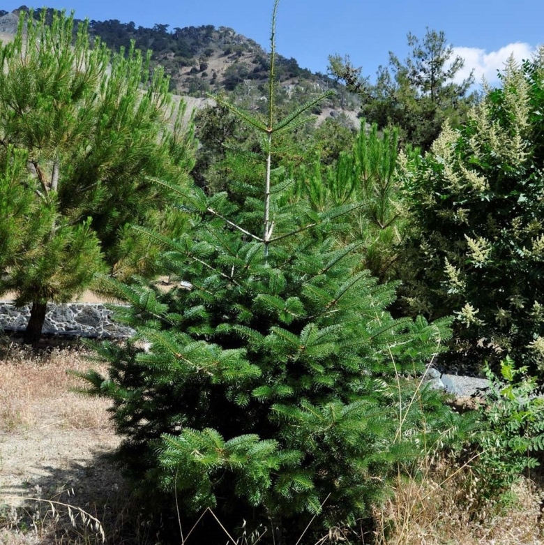 Пихта цельнолистная хвоя