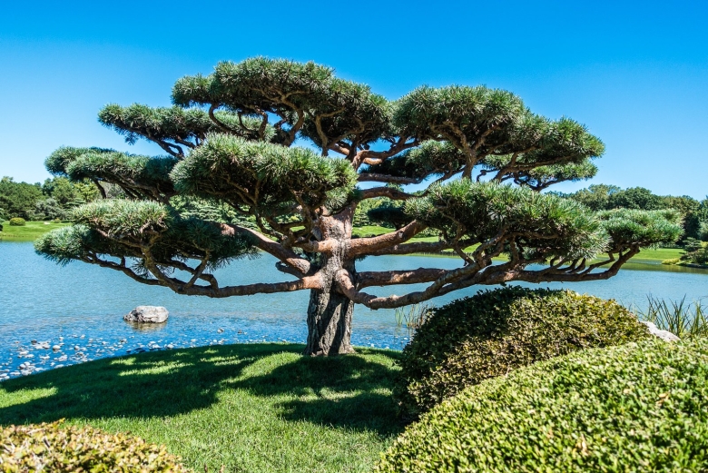 Вечнозеленые деревья Кипра