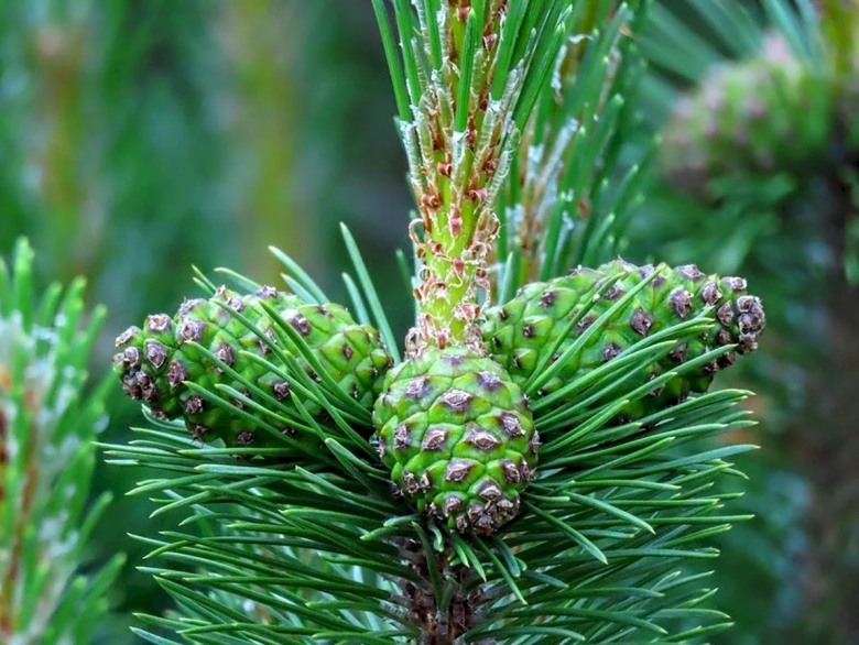 Хвойные деревья в Сочи