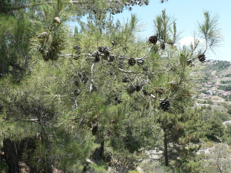 Араукария на Кипре