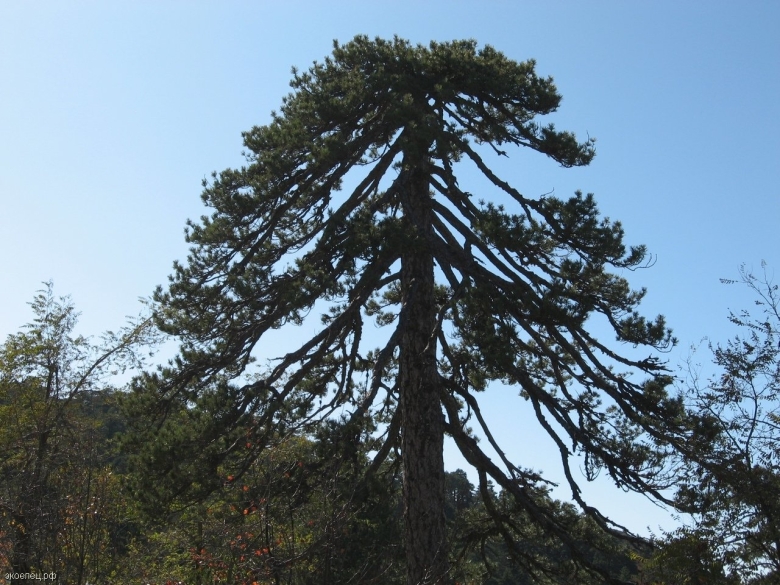 Кедр короткохвойный кипрский