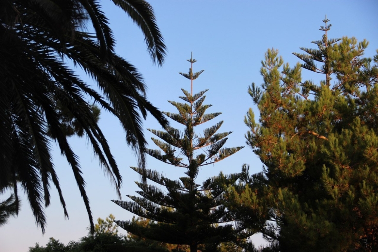 Араукария на Кипре