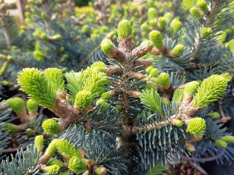 Разновидности хвойных деревьев