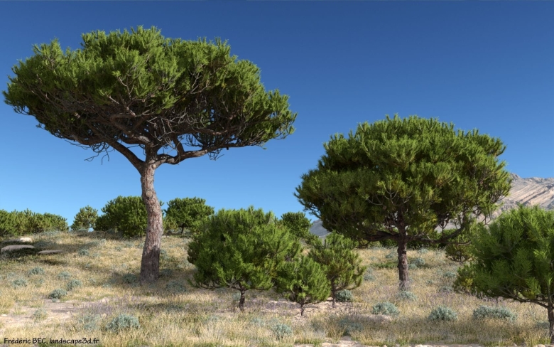 Сосна итальянская Pinus pinea