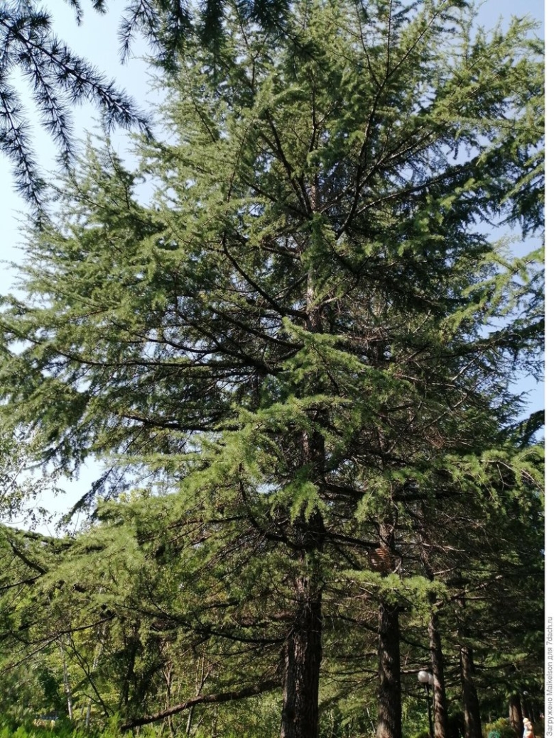 Хвойные деревья Крыма