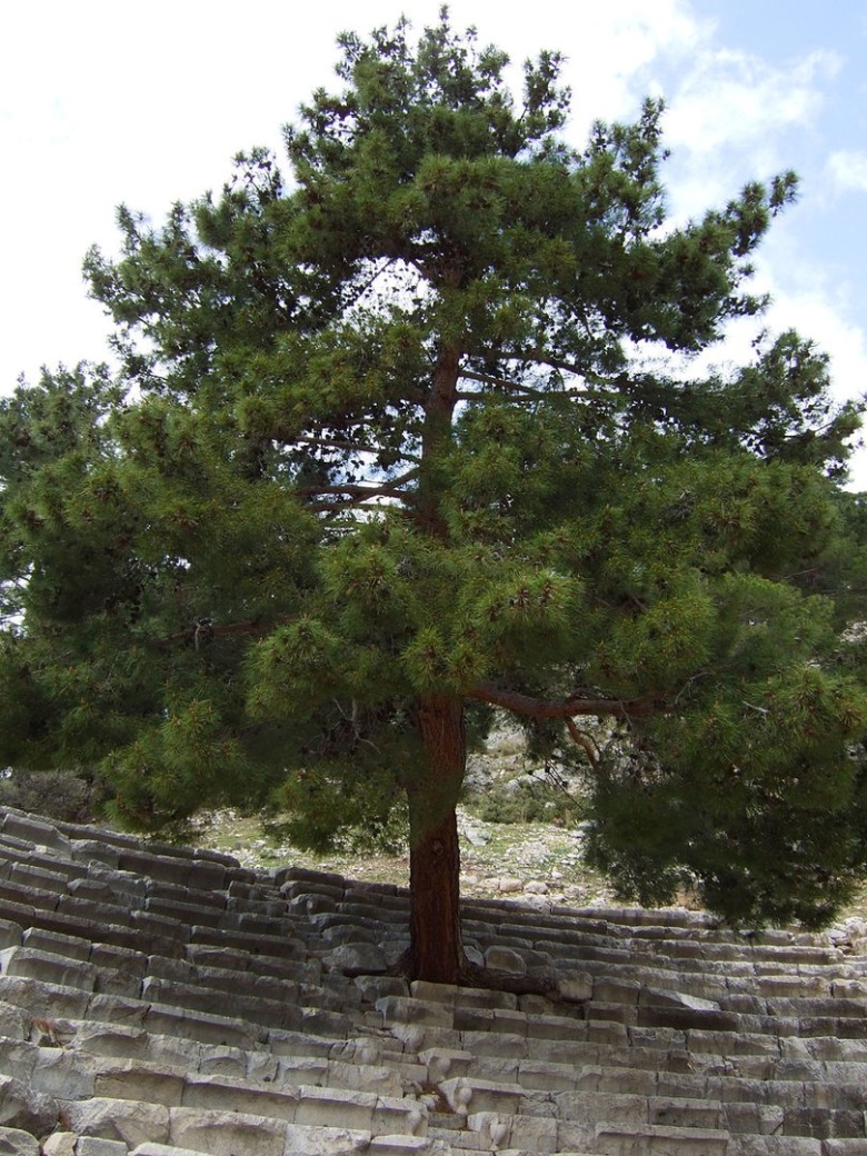 Эльдарская сосна Pinus eldarica