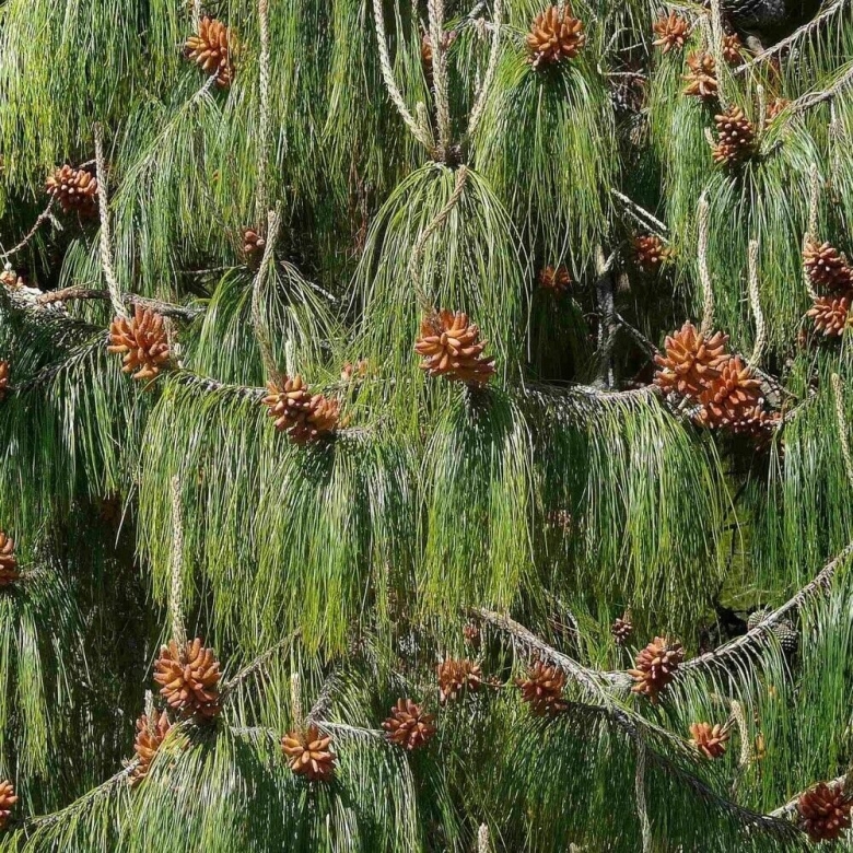 Сосна Мексиканская Мариелена