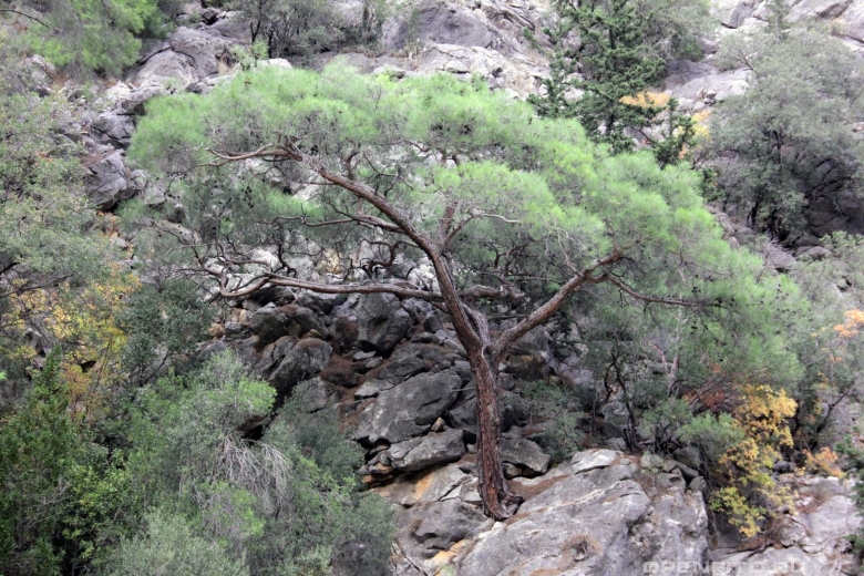Сосна турецкая калабрийская