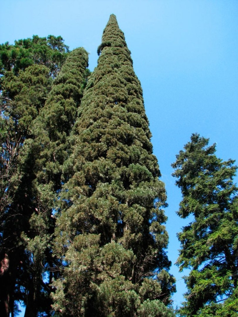 Кипарис Cupressus sempervirens