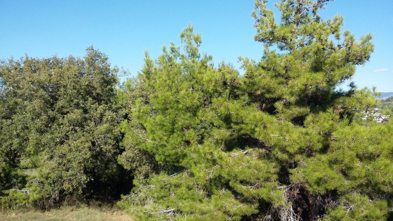 Хвойные деревья в Турции