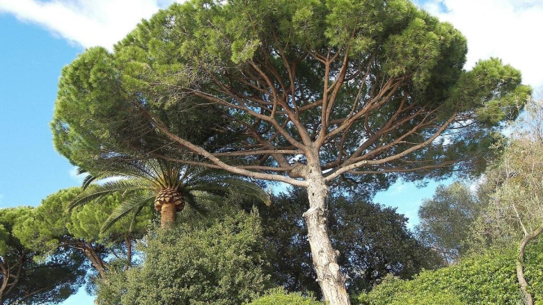 Сосна калабрийская