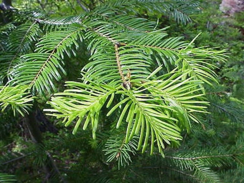 Пихта Сибирская