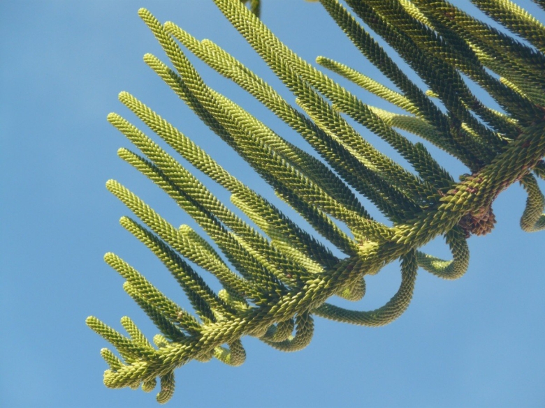 Хвойные деревья Средиземноморья