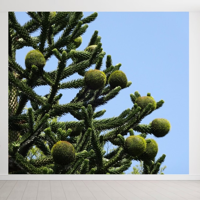 Чилийская сосна араукария Чилийская