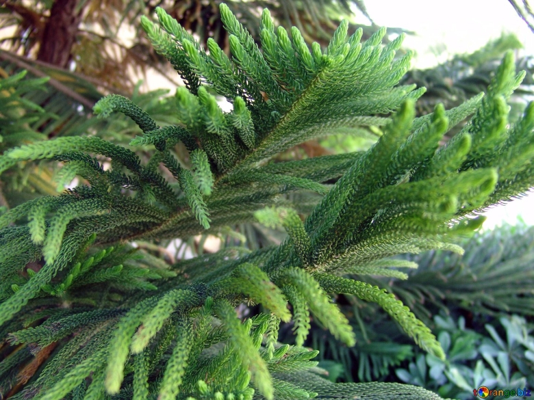 Араукария в Турции