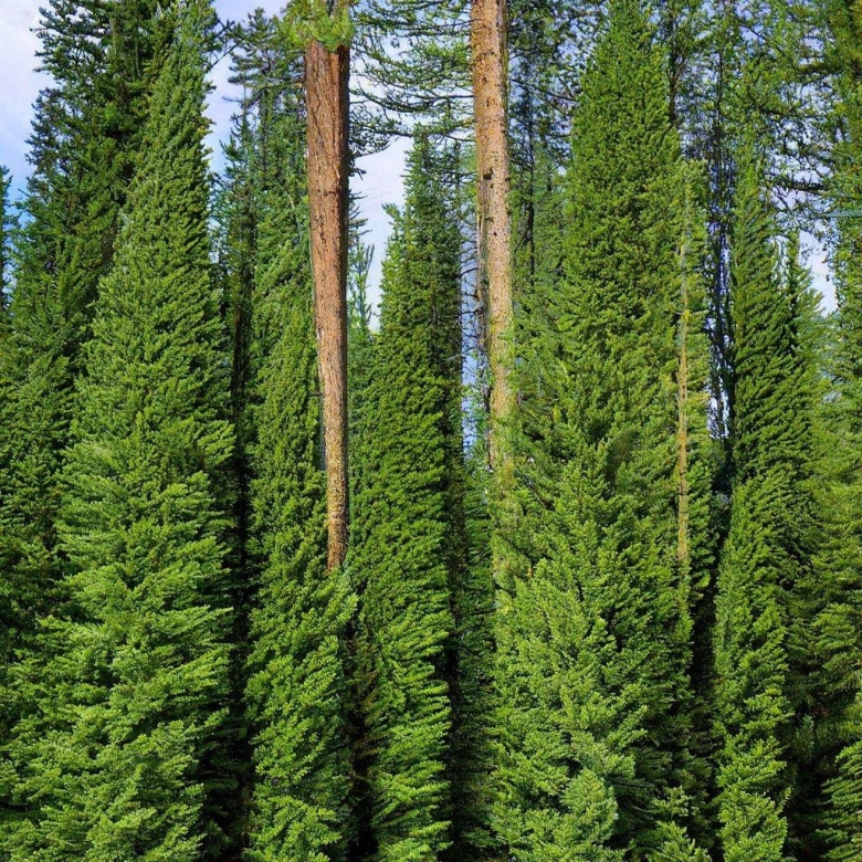 Хвойное дерево