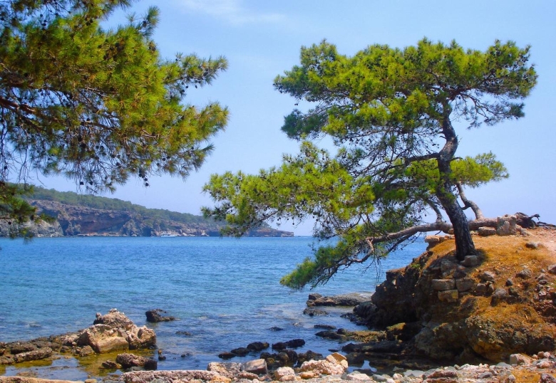 Средиземноморская сосна Пиния