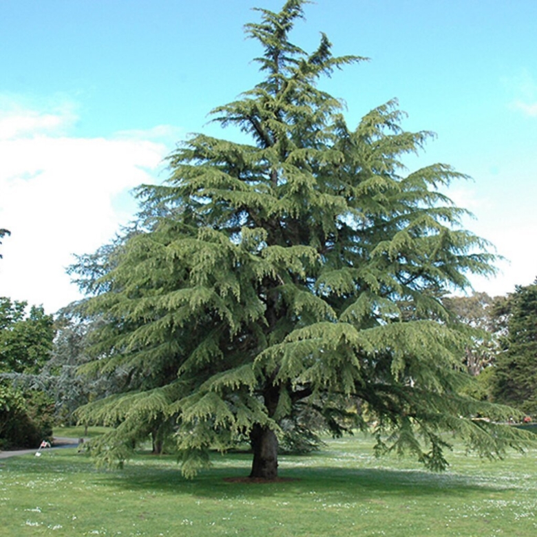 Cedrus libani 'atlantica'