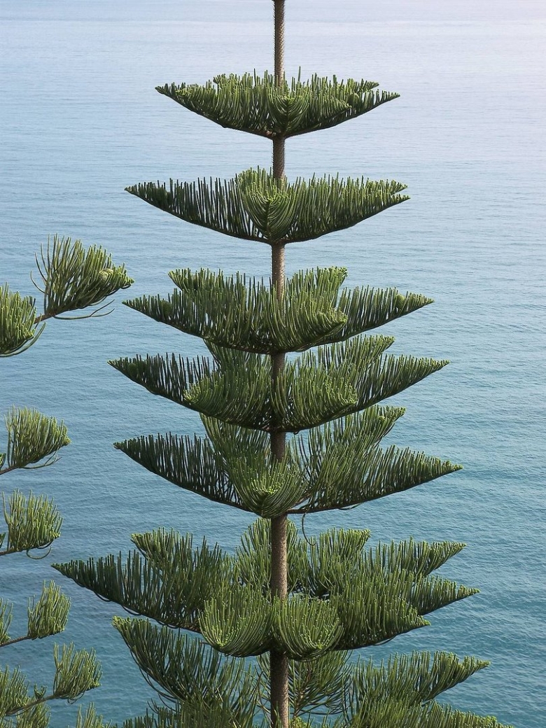 Араукария на Кипре