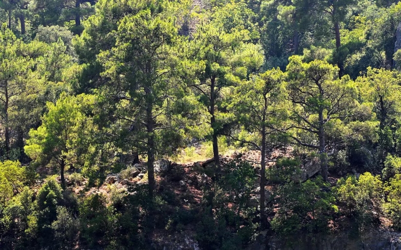 Сосна турецкая калабрийская