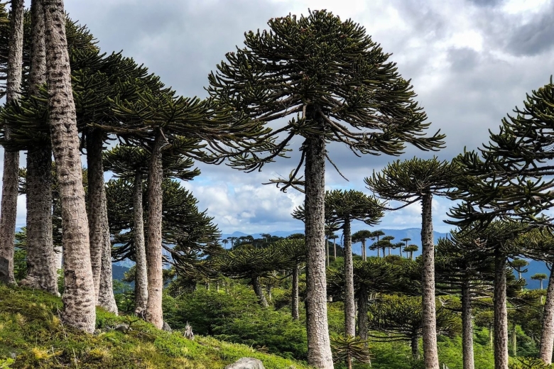 Араукария Чилийская хвойные
