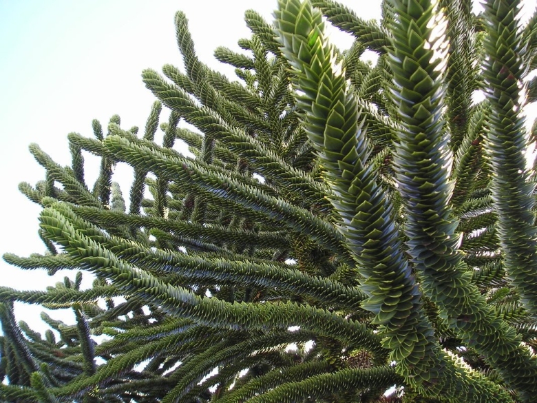 Араукария Чилийская хвойные