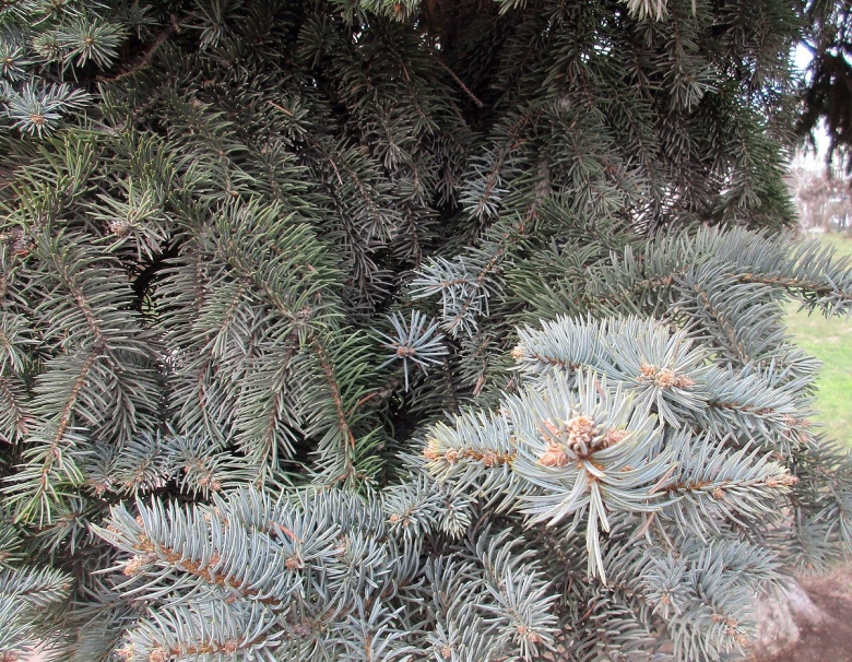 Хвойники Крыма фото и названия