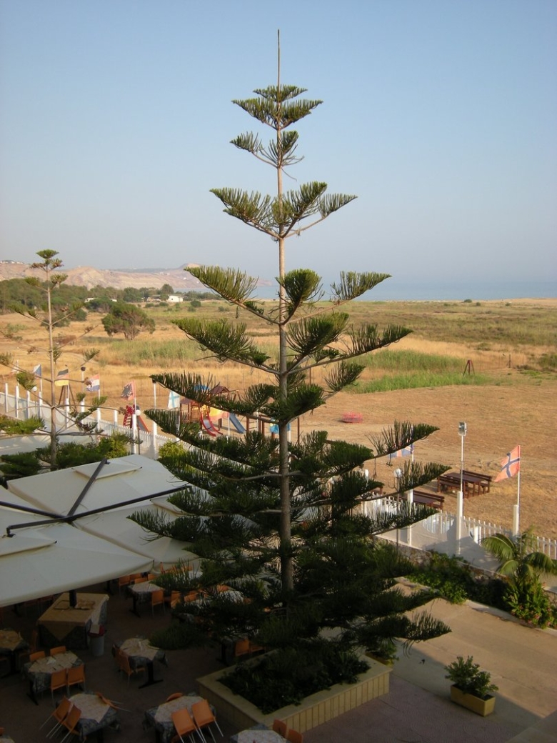 Араукария на Кипре