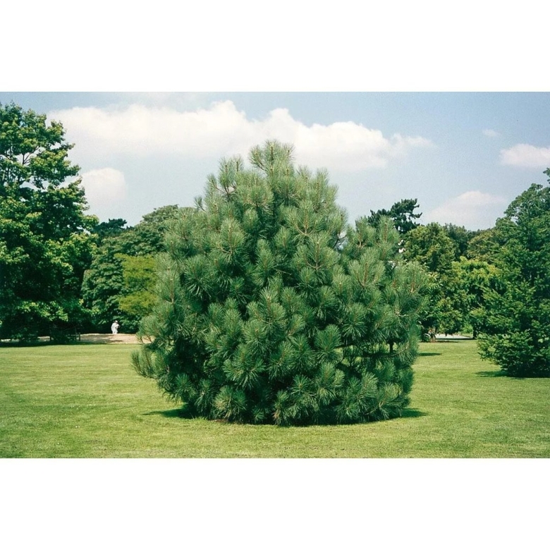 Сосна веймутова strobus