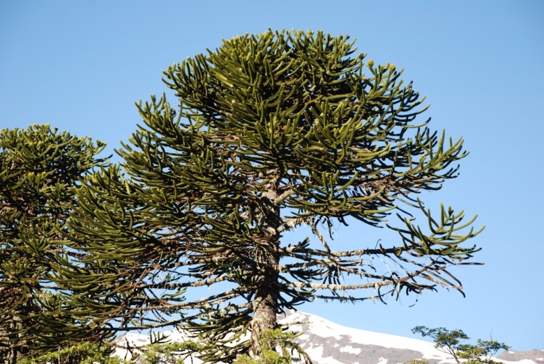 Чилийская сосна араукария Чилийская