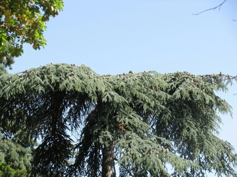 Хвойные Крыма