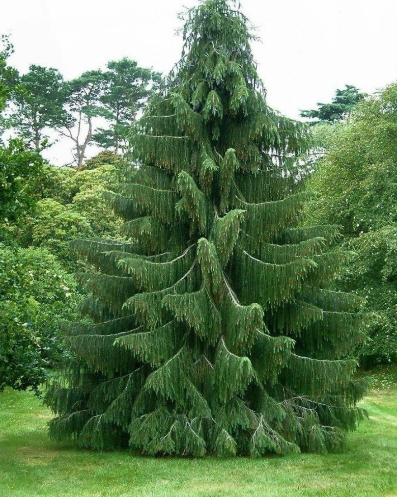 Гималайская ель ель Смита