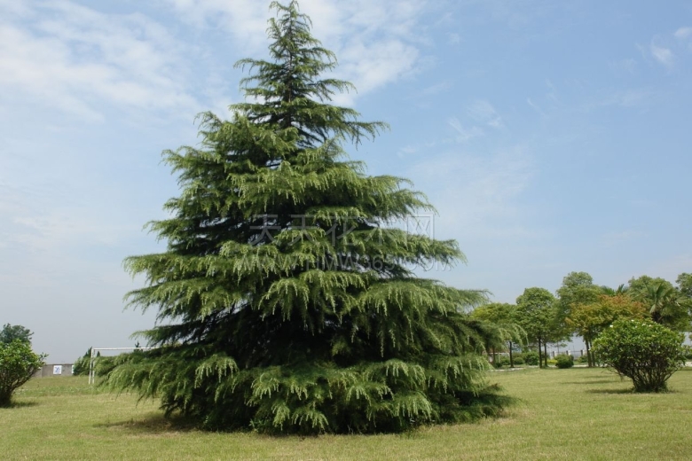 Кедр Гималайский Карл Фукс