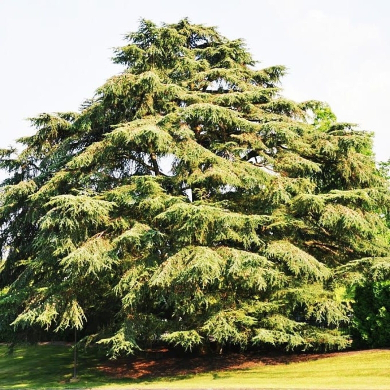 Кедр атласский дерево