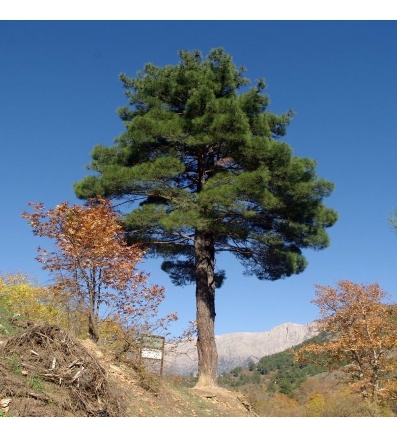 Pinus brutia