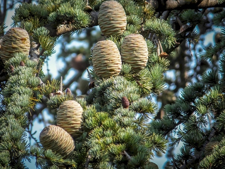 Кедр ливанский Cedrus libani