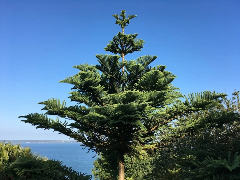 Чилийская сосна араукария