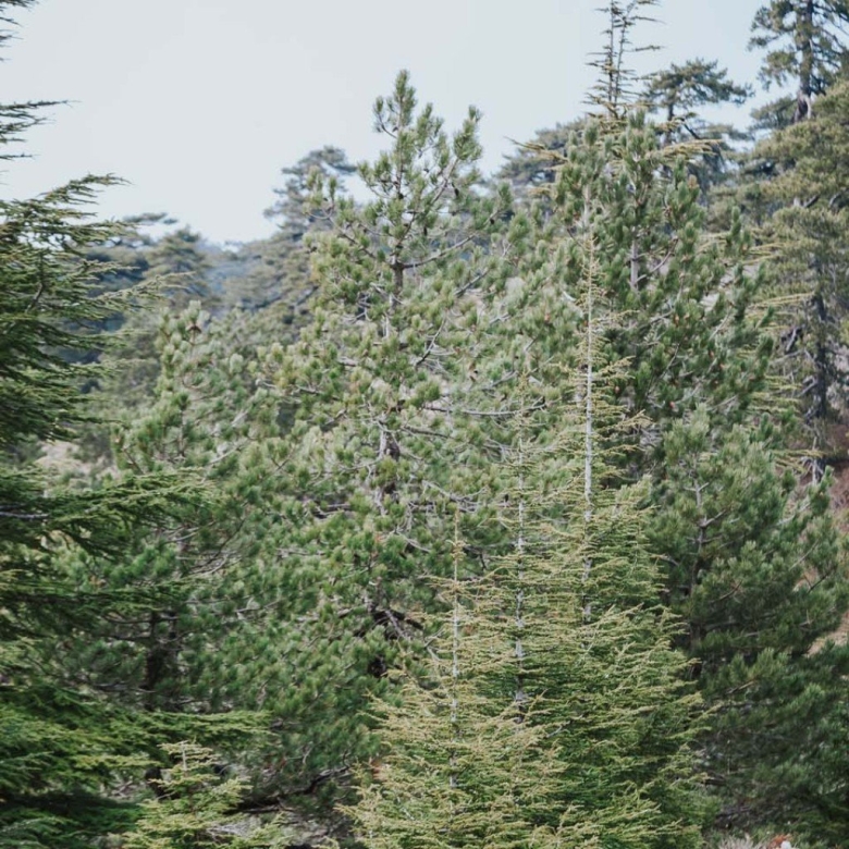 Кедр кипрский