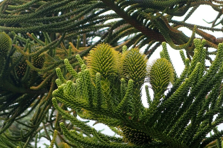 Араукария чилийская