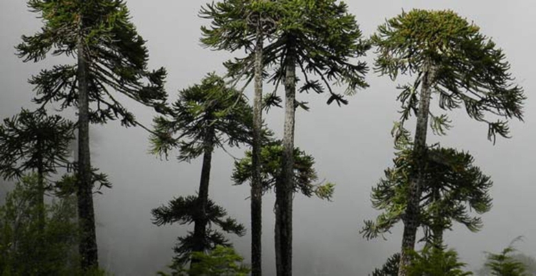 Дерево араукария Чилийская