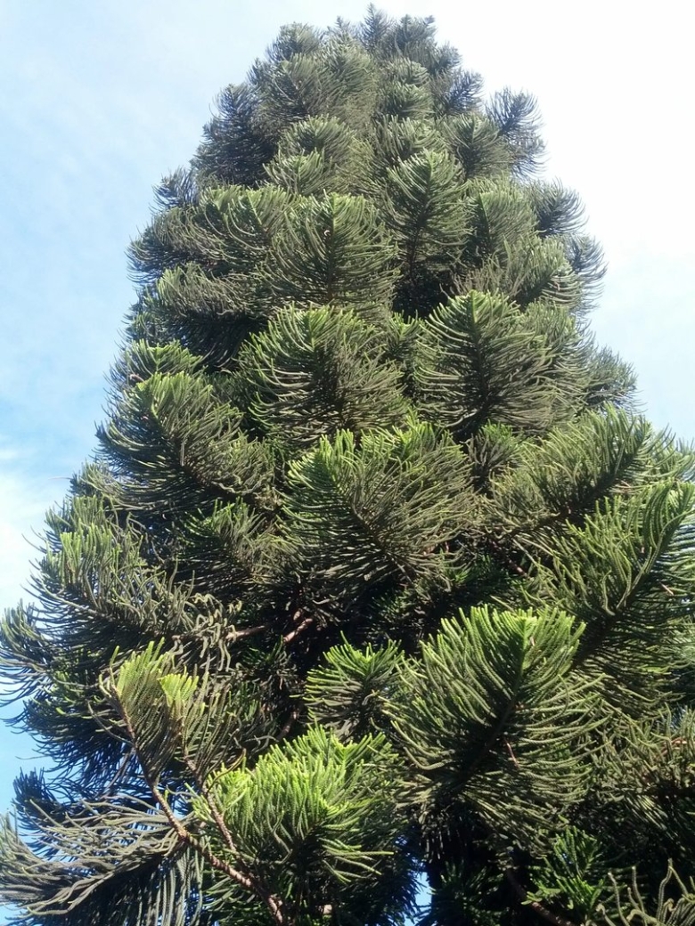 Araucaria angustifolia