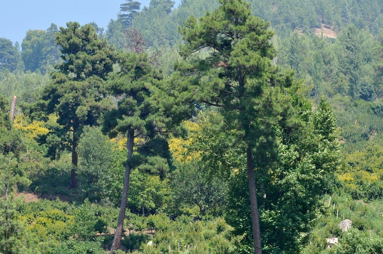 Сосна турецкая калабрийская