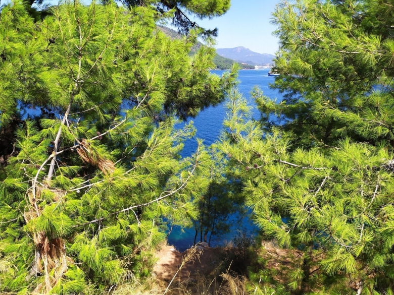 Кедра и в Мармарисе