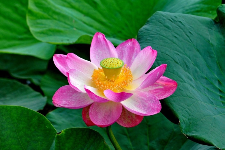 Лотос Комарова орехоносный