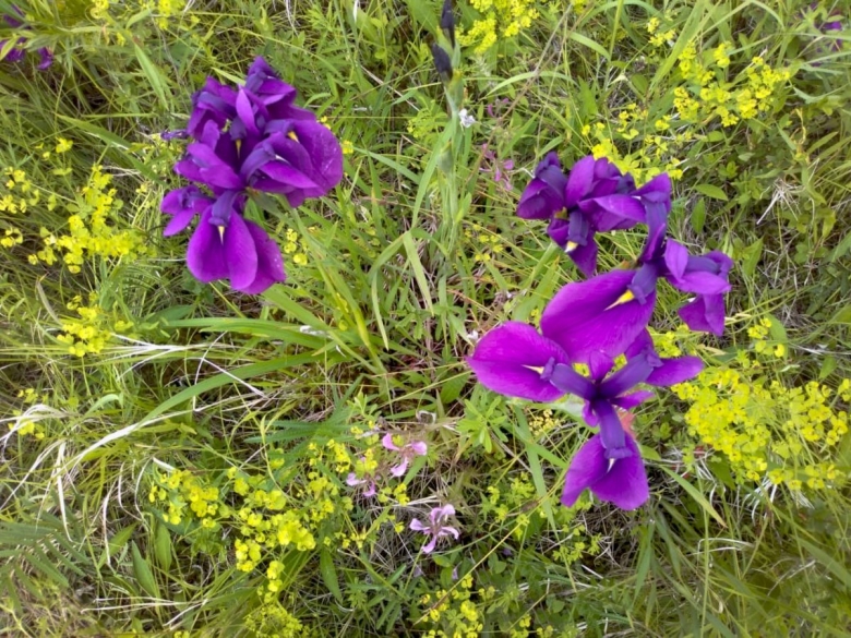 Цветы Хабаровского края