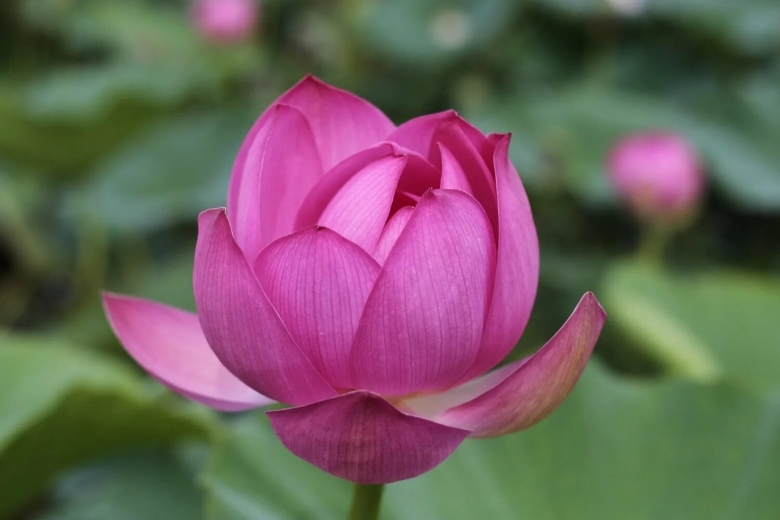 Лотос Дальневосточный